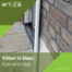 Arluca kitten in kleur langs de gevel